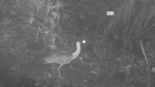 iNaturalist image