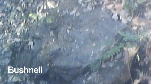 iNaturalist image