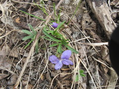 Viola pedatifida