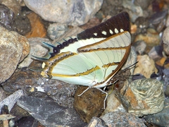 Polyura dolon