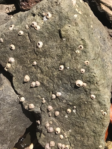 Amphibalanus amphitrite observed 2020-04-22