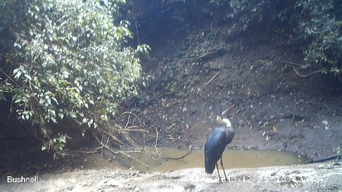 African Woolly-necked Stork