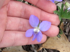 Viola subsinuata