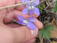 Viola subsinuata