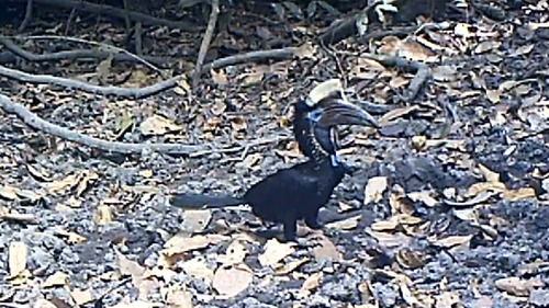 Yellow-casqued Hornbill