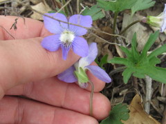 Viola subsinuata