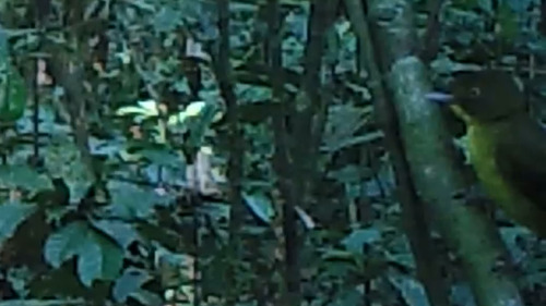 iNaturalist image