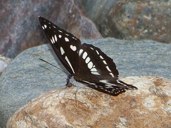 Limenitis homeyeri