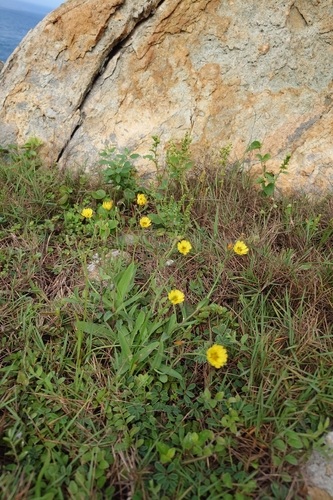Ixeris japonica, photograph 1