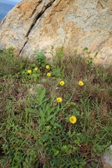 Ixeris japonica, photograph (c) 如此甚好, some rights reserved (CC BY)