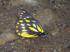 Delias sanaca