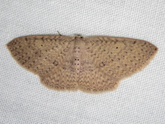 Poecilasthena anthodes