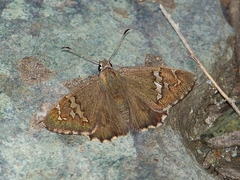 Lobocla germanus