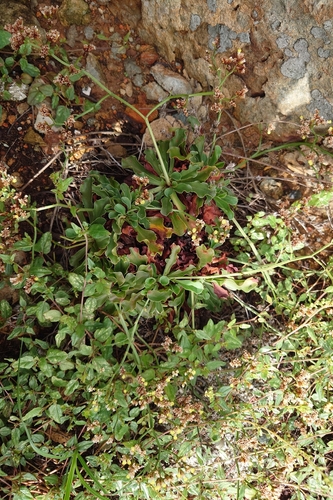 Limonium sinense, photograph 6