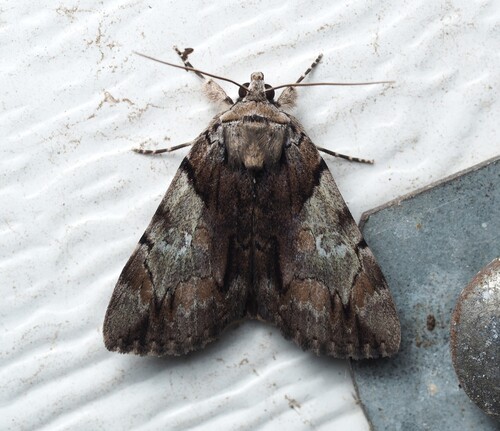 Hawthorn Underwing Moth photo 3