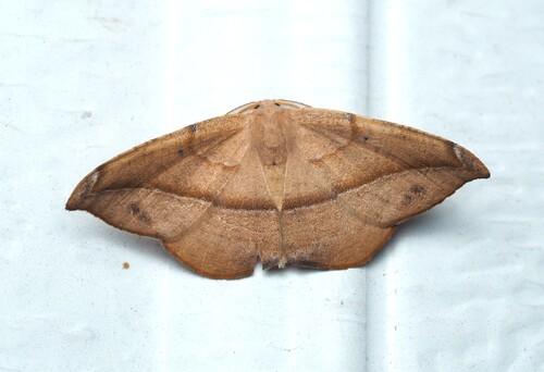 Juniper Geometer Moth photo 5