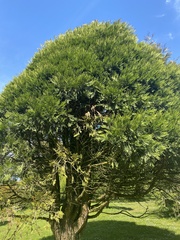 Calocedrus