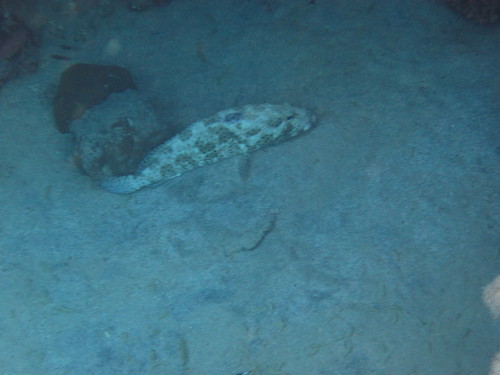 Epinephelus tauvina
