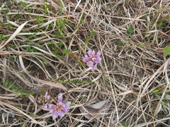 Astragalus distortus