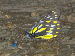 Delias sanaca