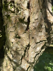Calocedrus