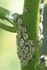 Aetalion reticulatum