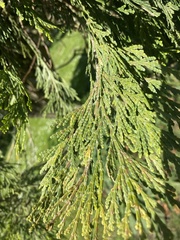 Calocedrus