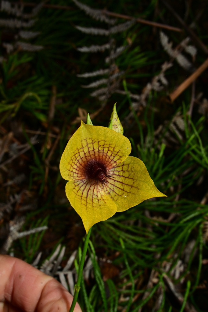 Telipogon reticulatus
