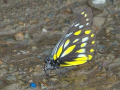 Delias sanaca