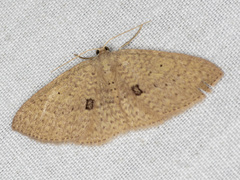 Poecilasthena anthodes