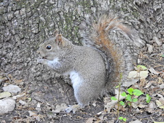 Sciurus alleni