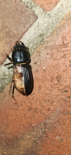 Horned Passalid