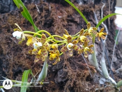 Prosthechea panthera