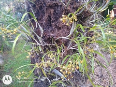 Prosthechea panthera