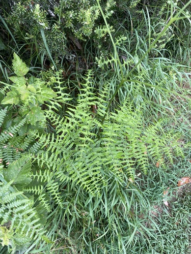 Pteris terminalis observed 2026-06-17