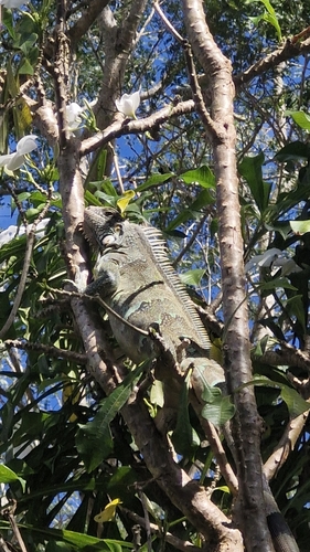 Green Iguana