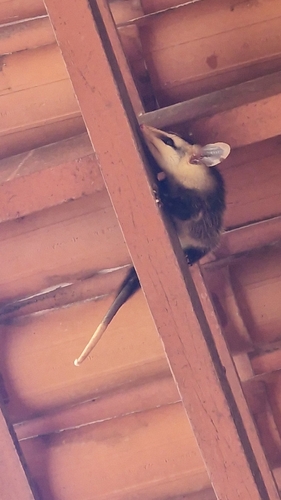 White-eared Opossum