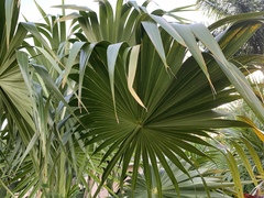 Thrinax excelsa