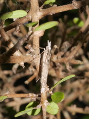 Orocrambus cyclopicus