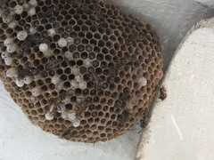 Polybia occidentalis