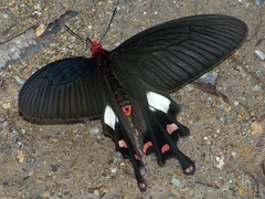 Byasa polyeuctes