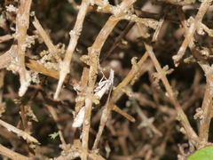 Orocrambus cyclopicus