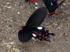Byasa polyeuctes