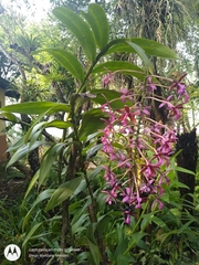 Epidendrum tziscaoense