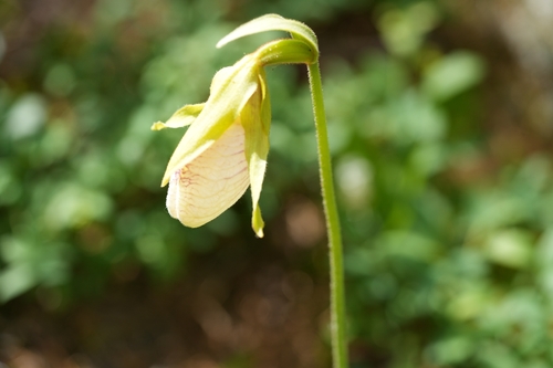 pink lady's slipper