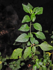 Lycianthes tricolor