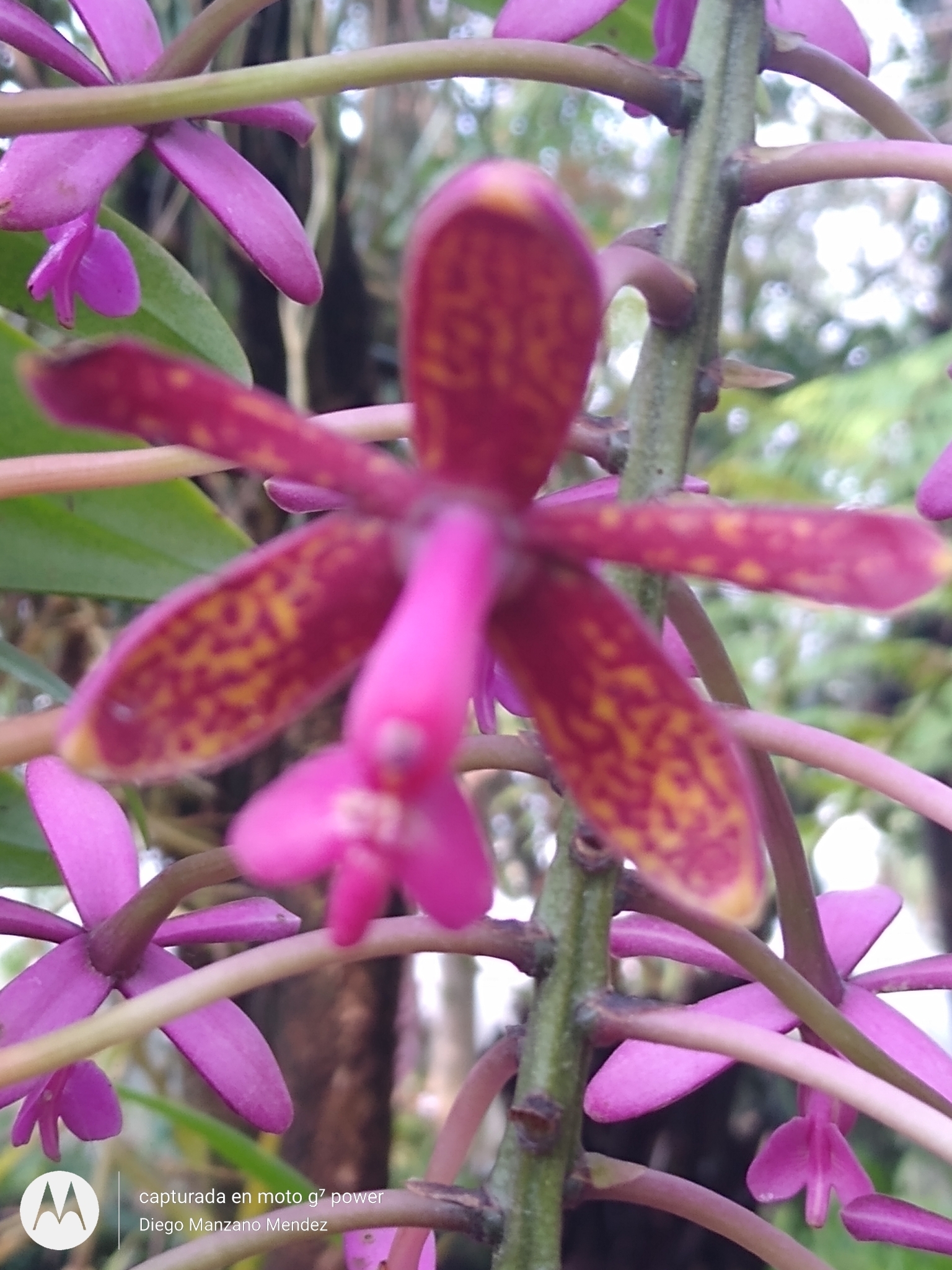 Epidendrum tziscaoense Hágsater 4