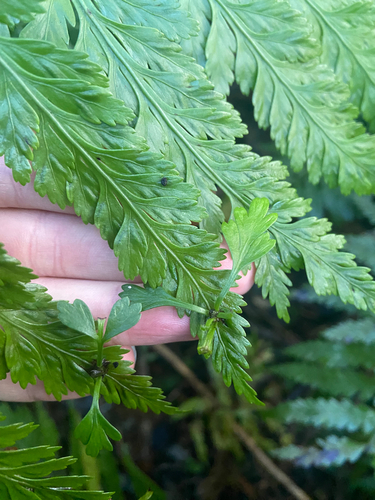 Asplenium bulbiferum observed 2026-06-12