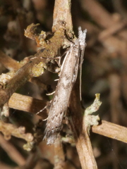 Orocrambus cyclopicus
