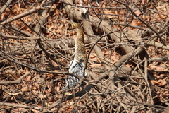 Tigrisoma lineatum